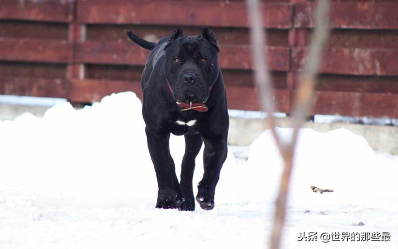 看家护卫攻击性最强的特大猛犬,天生护卫性强的猛犬