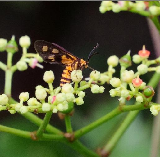 微距摄影后期处理小技巧是什么,微距摄影技巧及配件