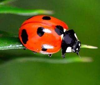 瓢虫是甲虫吗,瓢虫与甲虫形态的主要区别