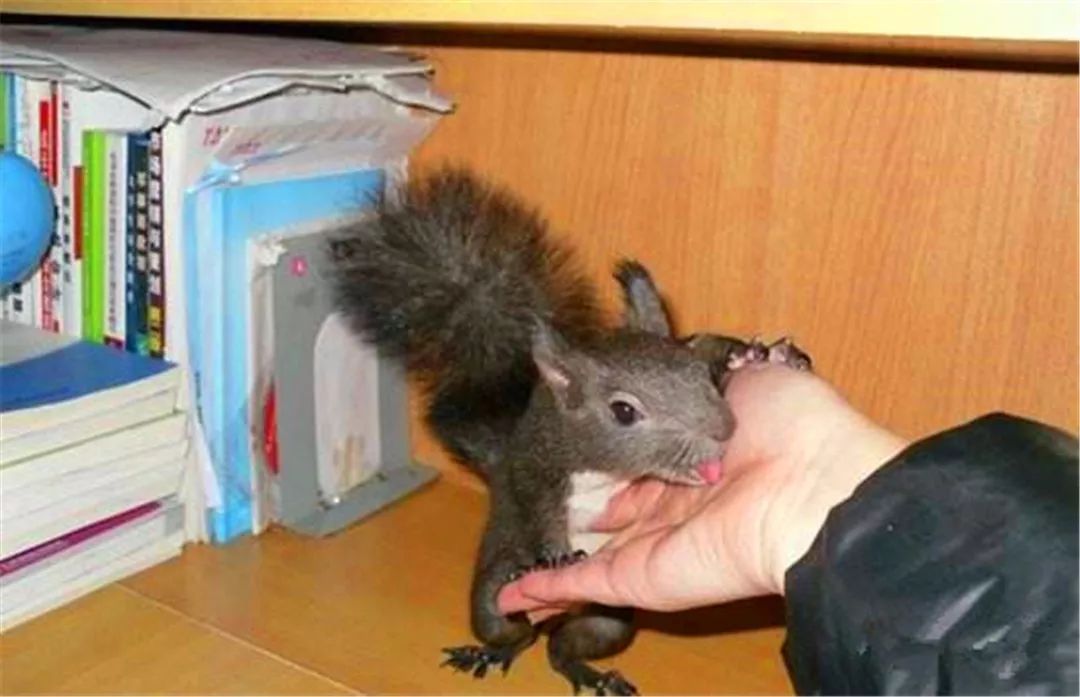 大学生宿舍养猫被发现后猫怎么办,宿舍养猫宿管检查