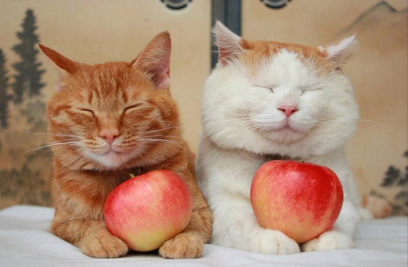 养猫小课堂十大品牌猫粮有什么,平价国产猫粮推荐解决养猫难题