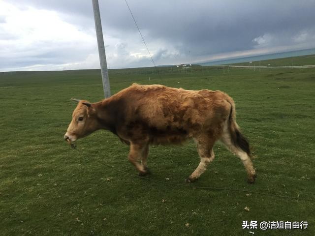 青海湖大环线7天自驾游攻略,6月青海大环线旅游攻略