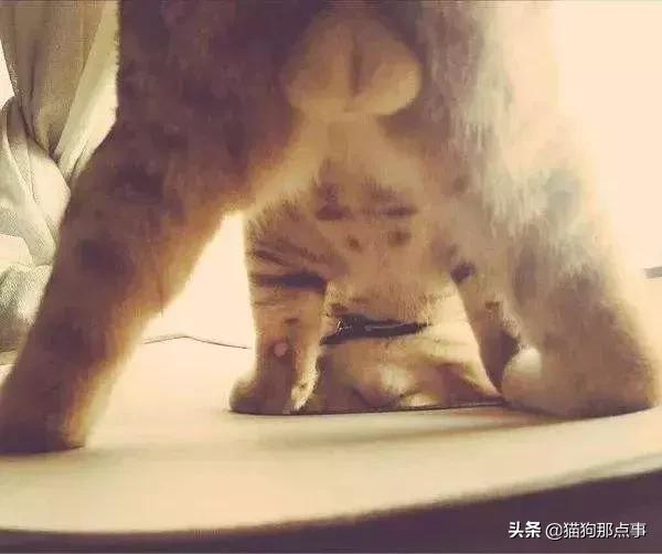 爱我，就给我舔屁股吧