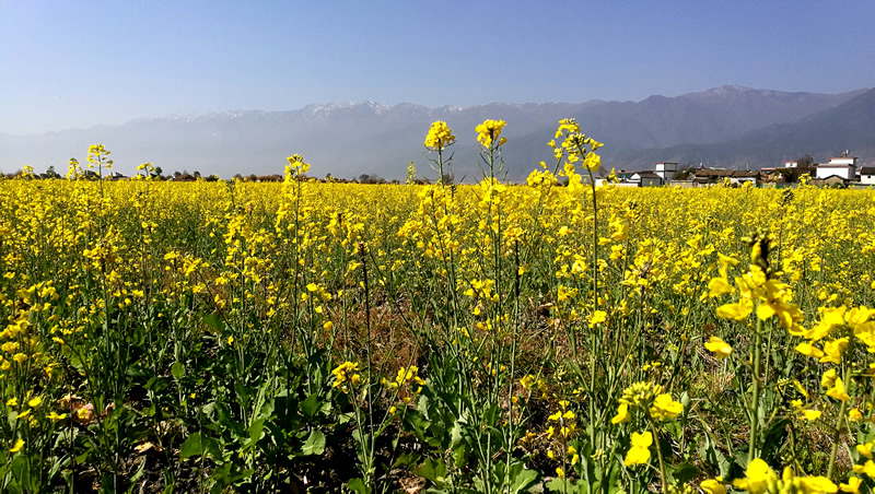 大理古城一天旅游攻略,大理古城90分钟游玩攻略