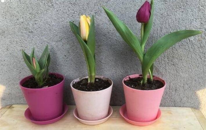 郁金香种球怎么才能发芽,郁金香种球怎么处理才能发芽