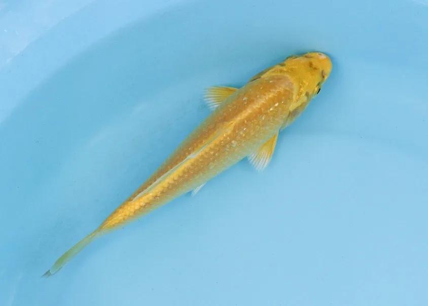 锦鲤充血最佳治疗方法,锦鲤充血的最佳治疗