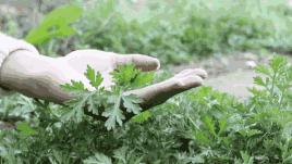 五月初五，来跟古人一起绣一份“粽情粽意”