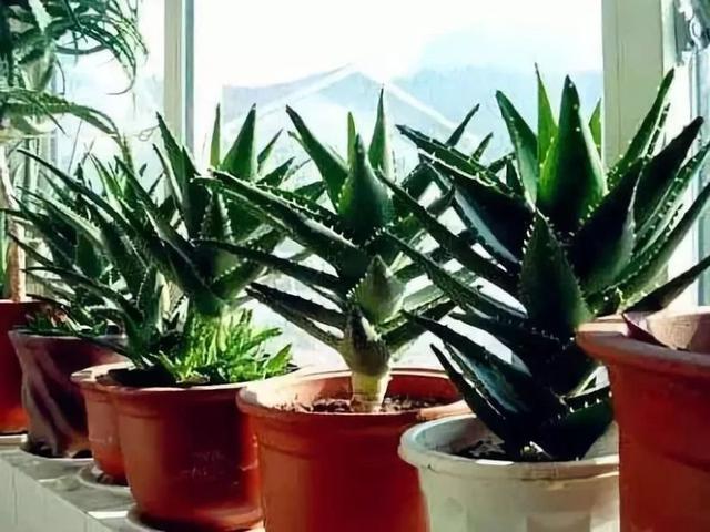 吸毒花怎么养,家庭好养的无毒花