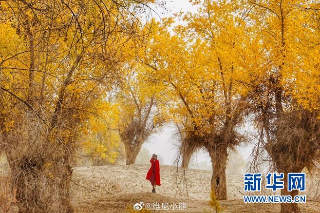 *疆新**沙雅:秋意渐浓时去奔赴一场视觉盛宴