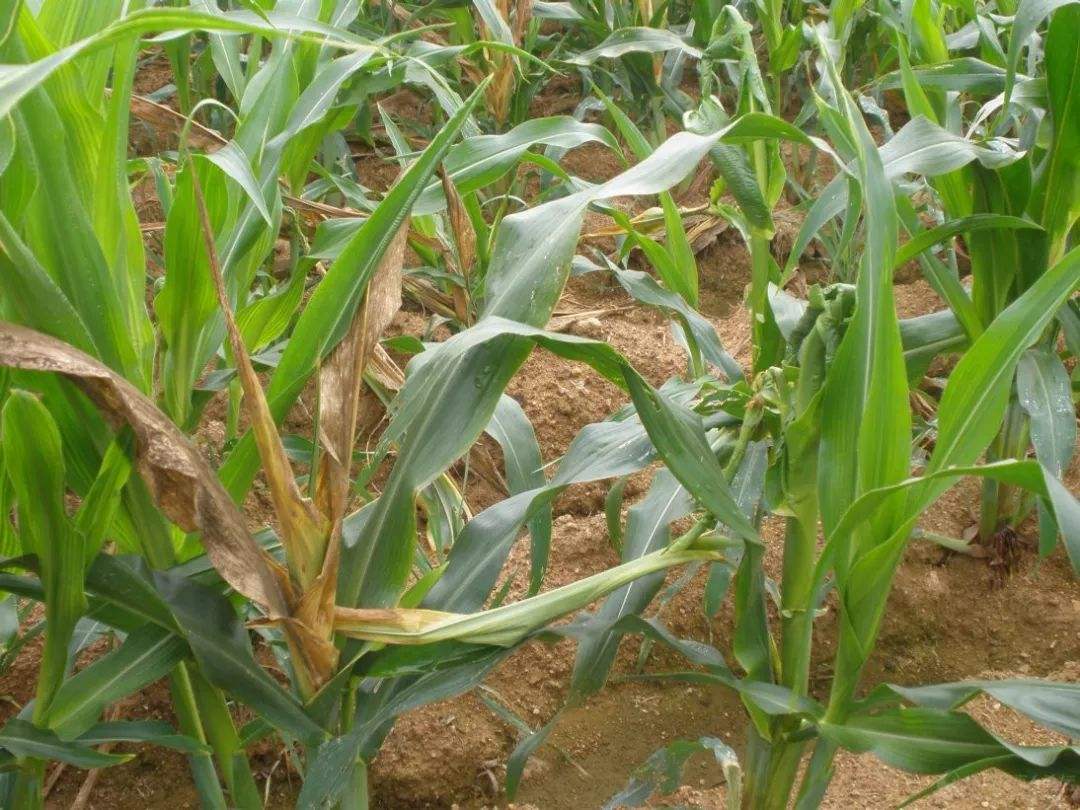 玉米长的矮八成是这种病，为减小损失，这3种方法要学会