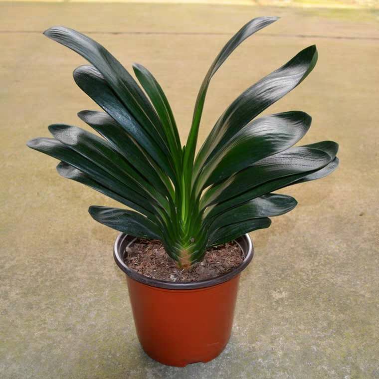 君子兰怎么样养一年多次开花,君子兰需要养几年才开花