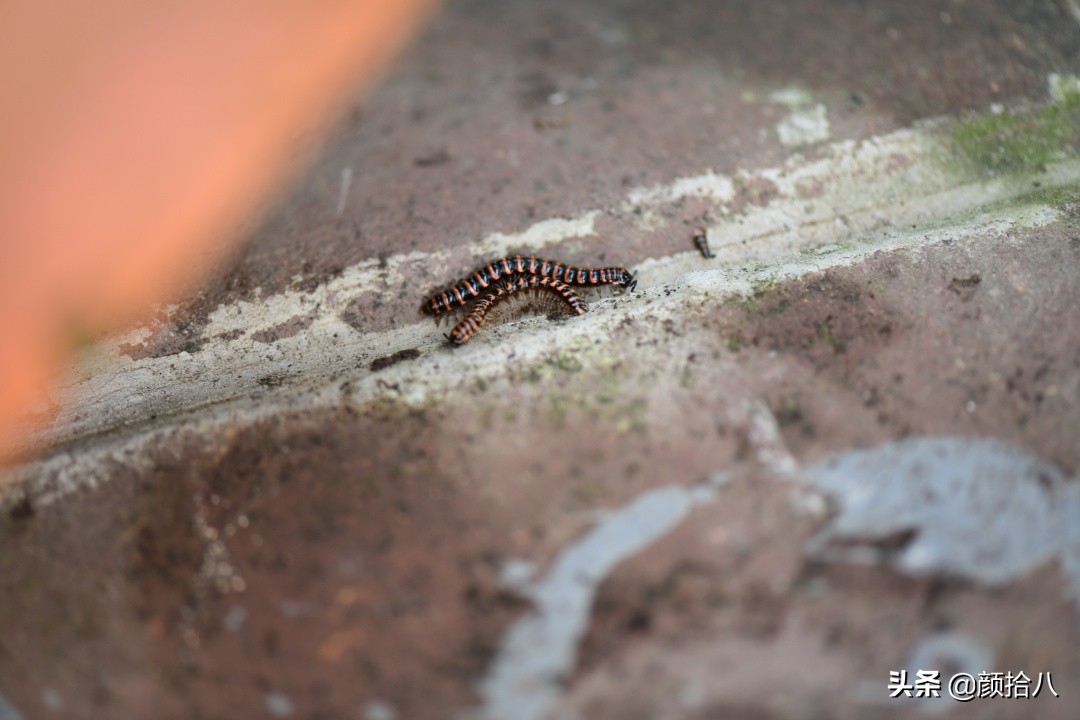 赶尽杀绝，花园里最痛恨的虫子|园丁