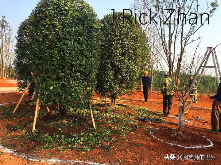 怎样种植草坪技术,果岭草坪的种植养护方法及技巧