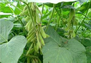 煮豆燃豆萁是哪首古诗,煮豆燃豆萁豆在釜中泣