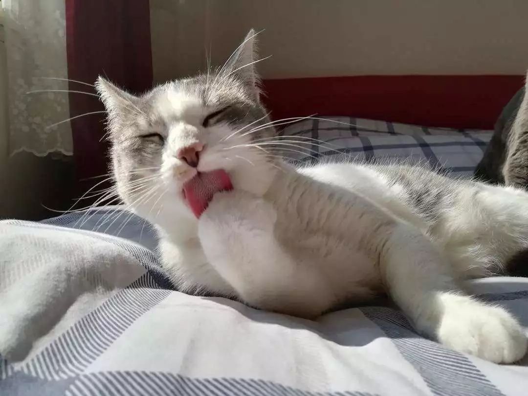 为什么不能剪猫咪的胡须,铲屎官是不是不能铲的太勤