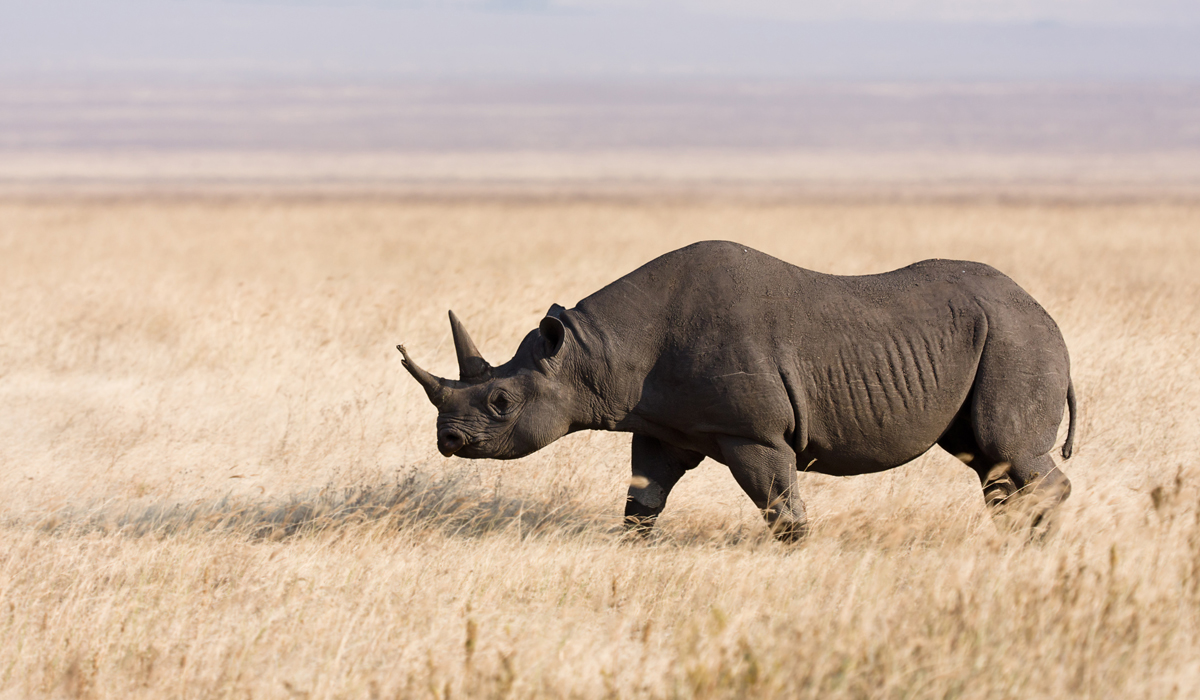 非洲野生动物中的五霸,实力应该如何排序?