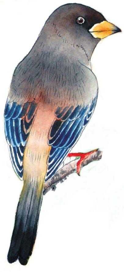 蜡嘴雀工笔画,蜡嘴鸟画画教程