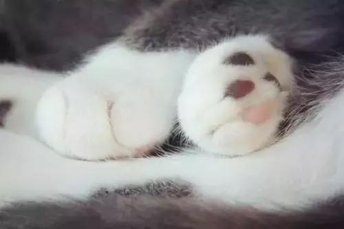 福懋宠物医院深圳,猫咪大块掉毛是猫癣快好了吗