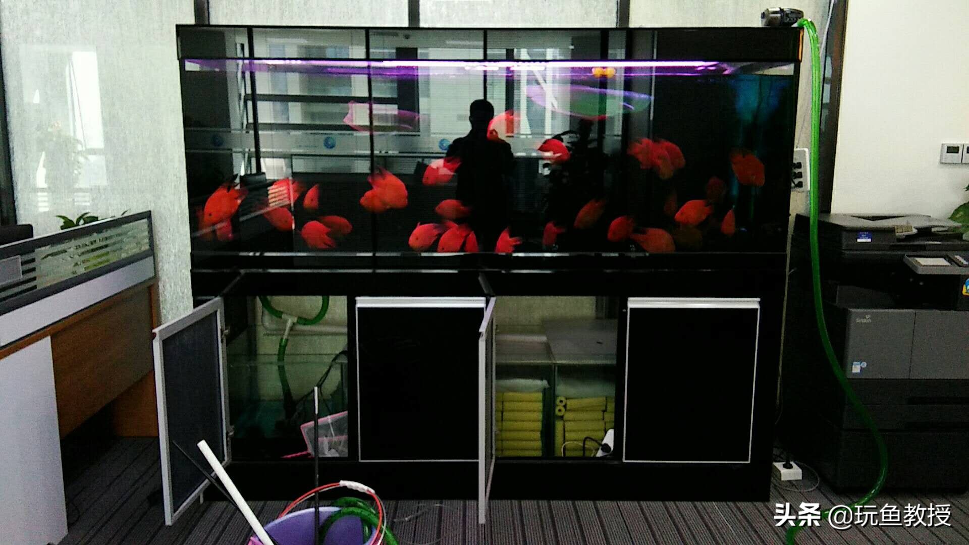 鱼缸换了水鱼怎么办,鱼缸刚换的水就变浑浊怎么回事