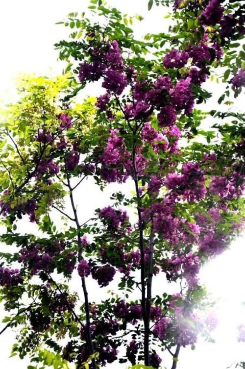 驻马店人民公园的紫色洋槐花,正宗驻马店槐花