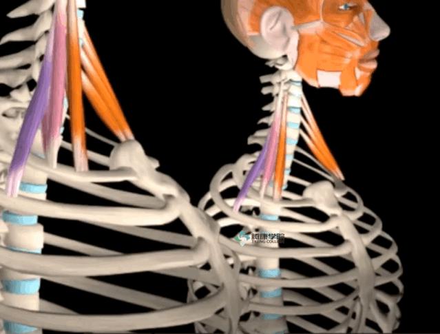 肋骨疼痛一招搞定,肋骨疼痛调理的中国手法