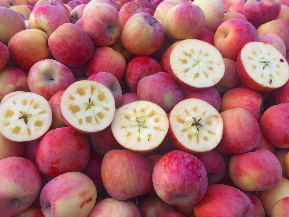 12月苹果哪里的产地最好吃,全国品质最好的苹果产区