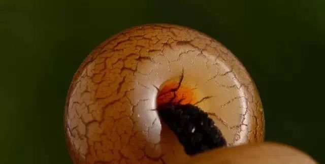 包浆上色开片,包浆勾芡