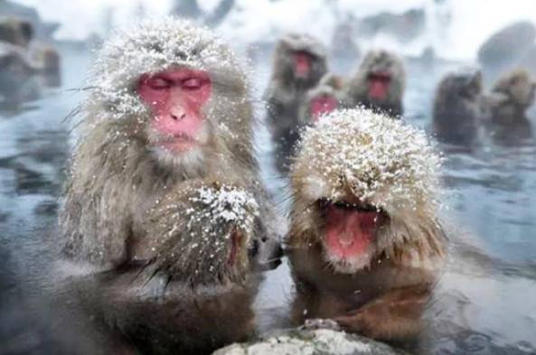 日本猴子也泡温泉?真是活得不如猴啊