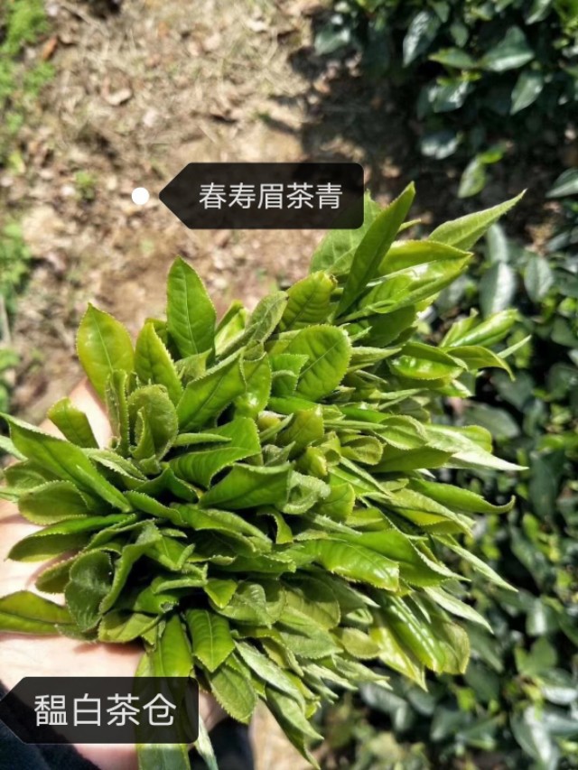 寿眉贡眉哪个煮的好喝,白茶排名牡丹贡眉寿眉