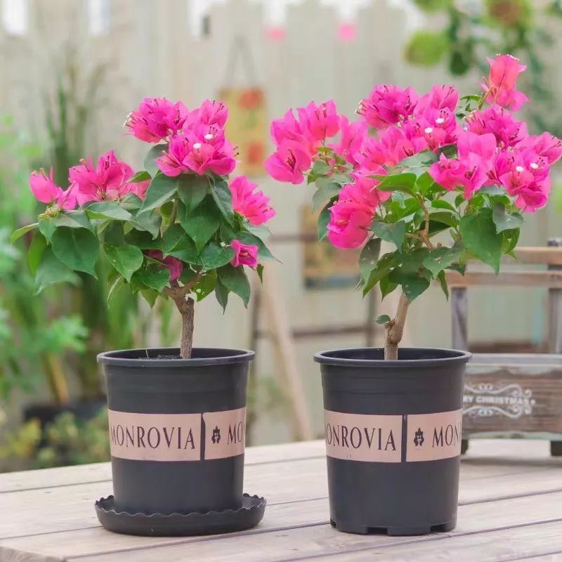 高级好看易养的花卉,最漂亮最迷人的大丽花图片