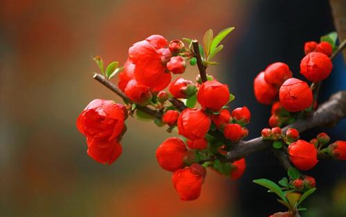 苏东坡鲜为人知诗词,苏东坡惟有泪千行