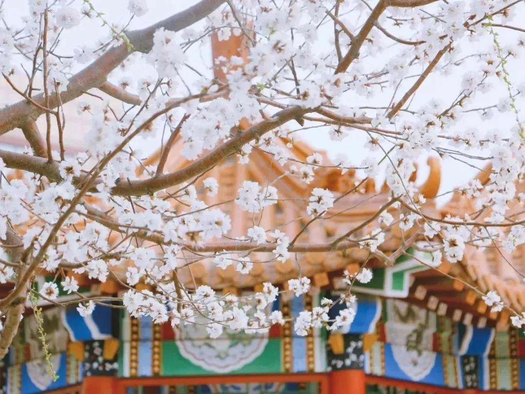 天津超奢华大学,天津大学旧校区取景