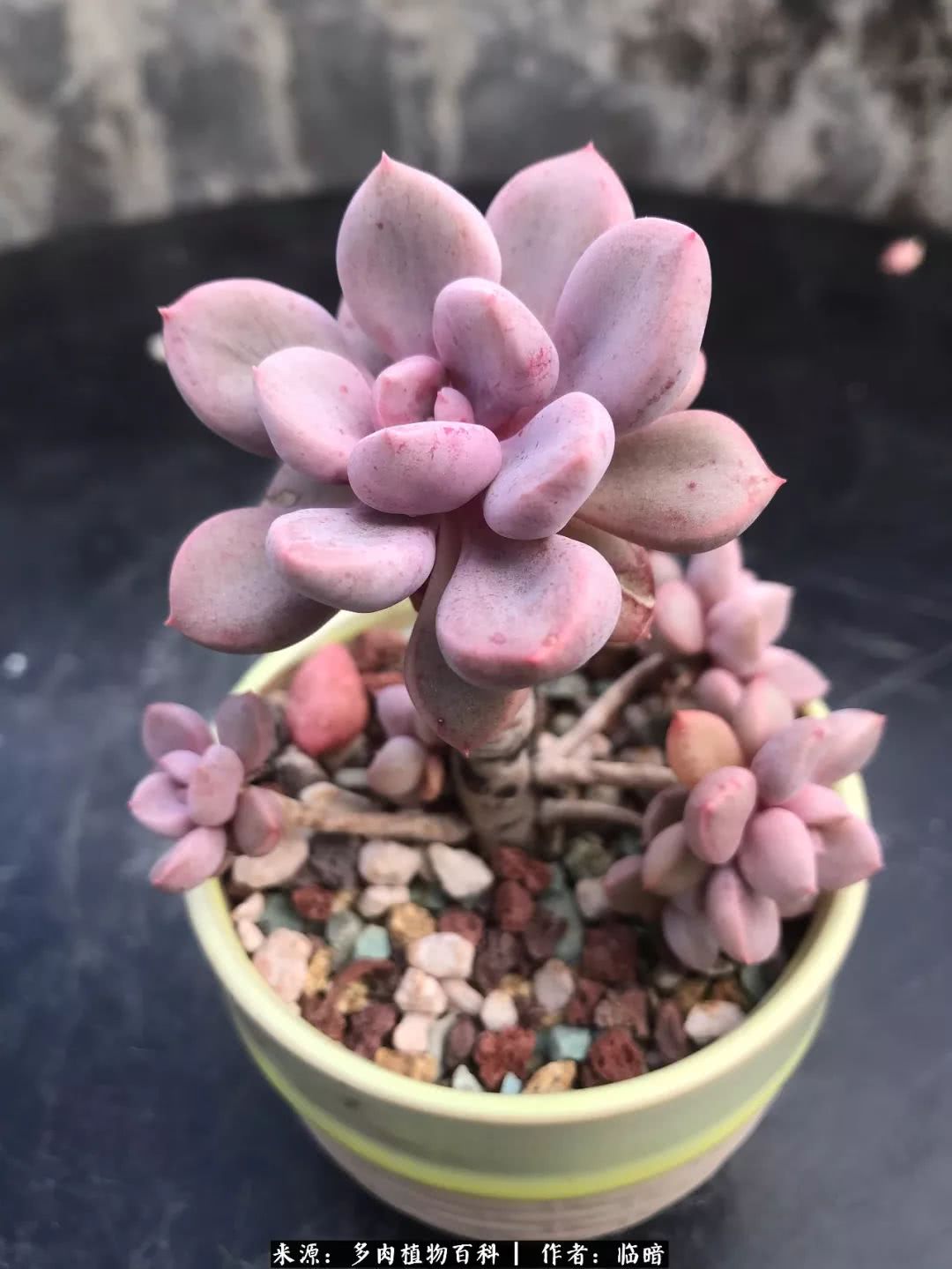 多肉带给我的感情,多肉给人们带什么作用