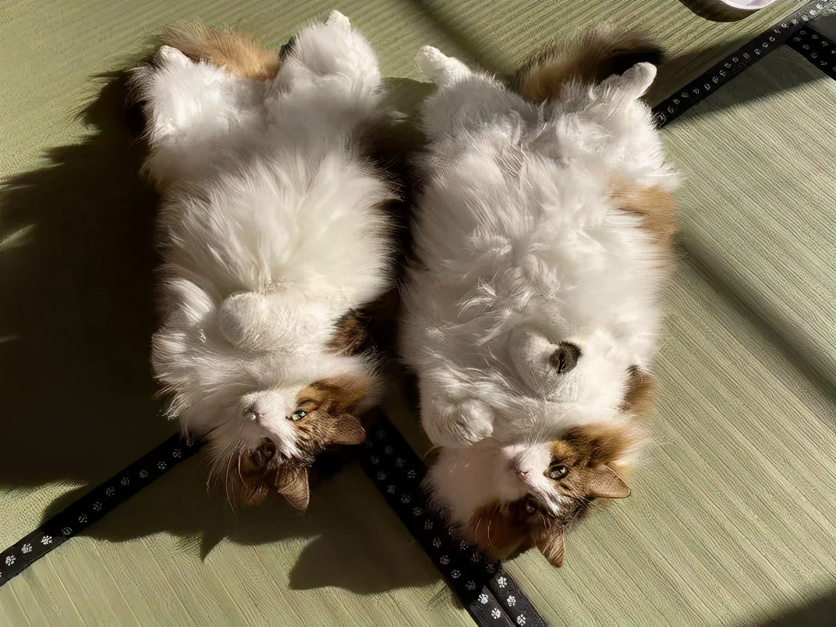 网友晒出5颗巨型毛球，救命！我快要窒息了