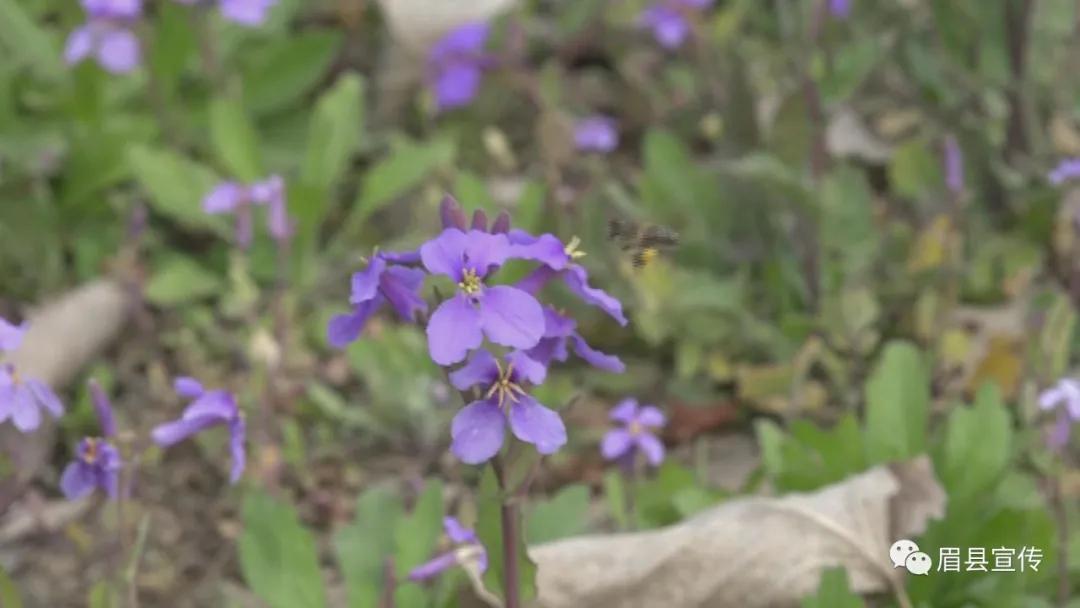 眉县花开的地方,眉县槐芽镇踏青赏花