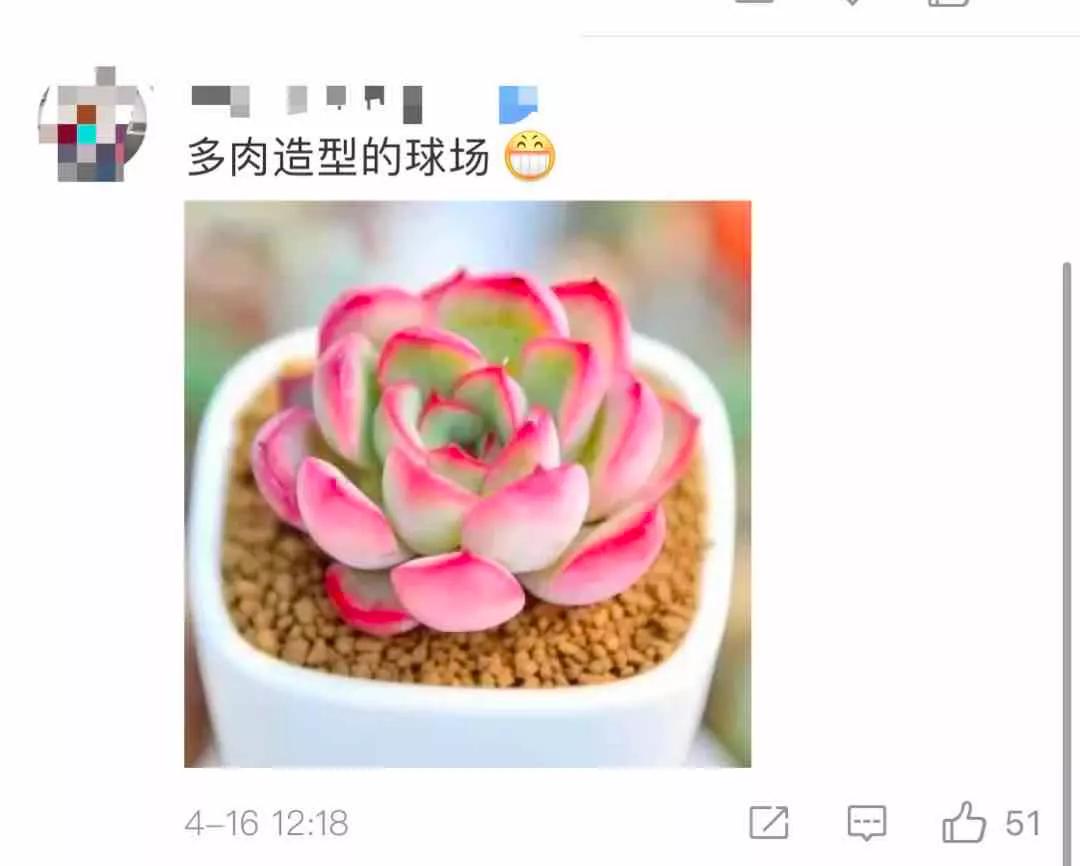 恒大红荷花图片,广州恒大荷花球场最新消息