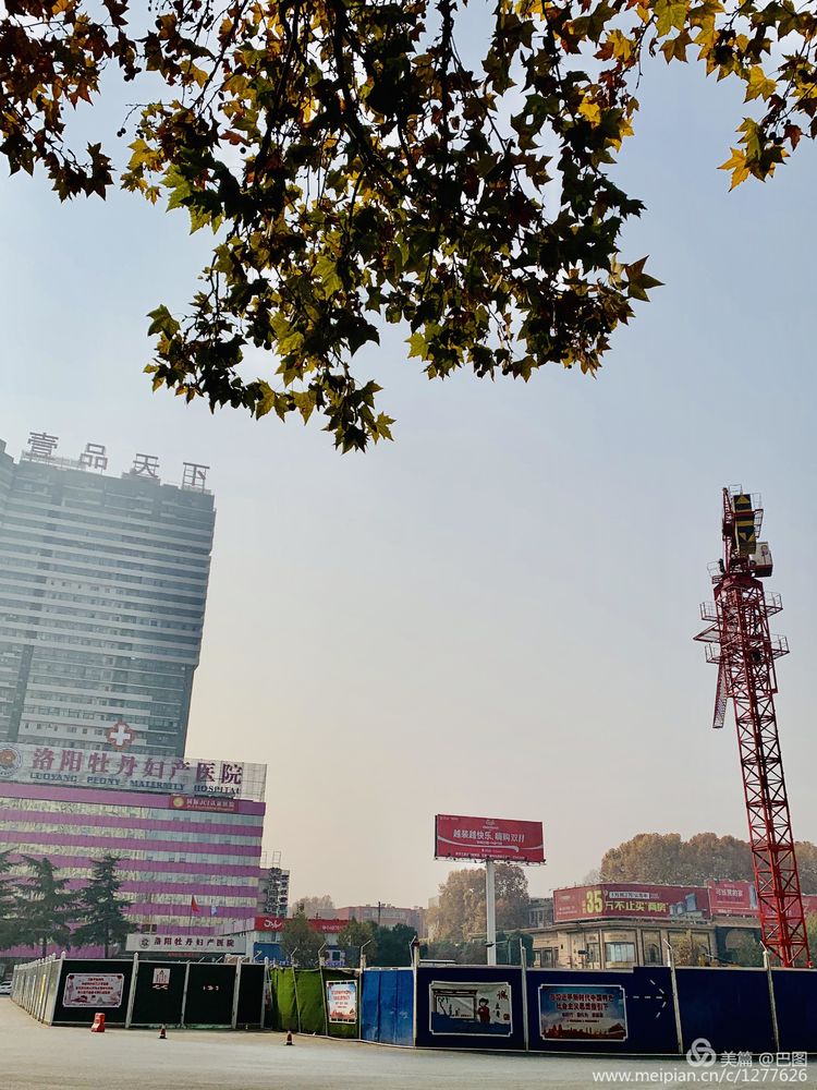 涧西牡丹广场老照片,洛阳牡丹手机拍照