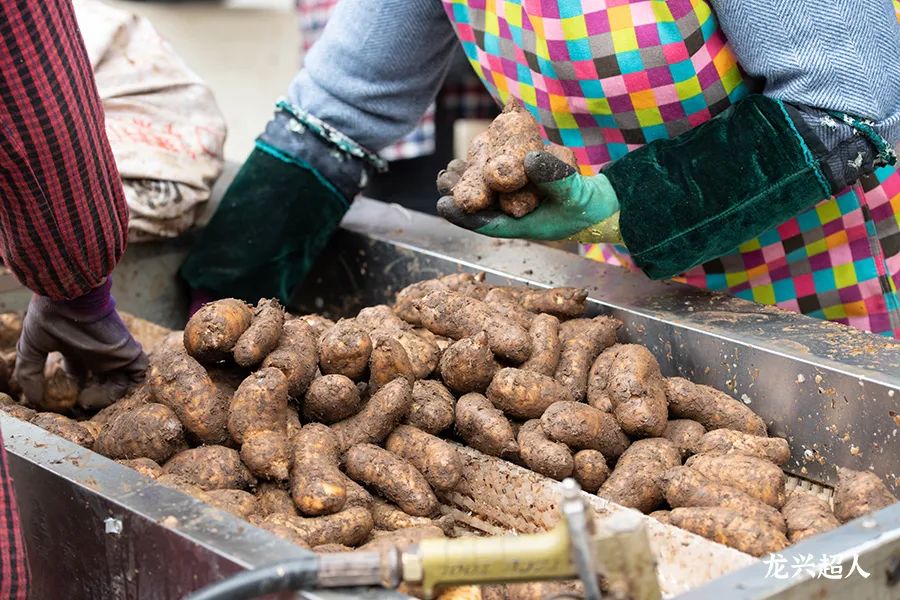 贵州道地药材天麻,道地药材天麻之乡