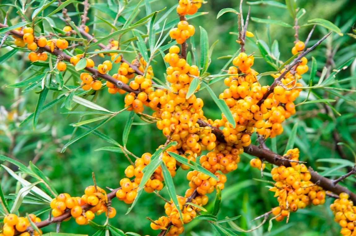 药食同源农产品,同源沙棘功效与作用
