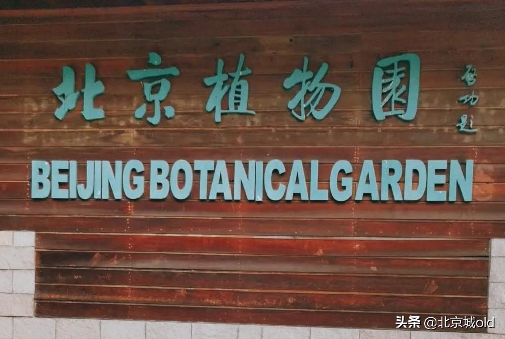 北京人的记忆北冰洋,陶然亭大雪山对北京孩子的意义