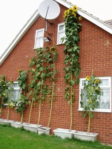 向日葵盆栽种植要晒太阳吗,向日葵盆栽能养几年