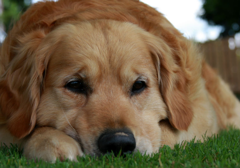 狗狗脸部肿是什么症状,狗狗水肿怎么治疗