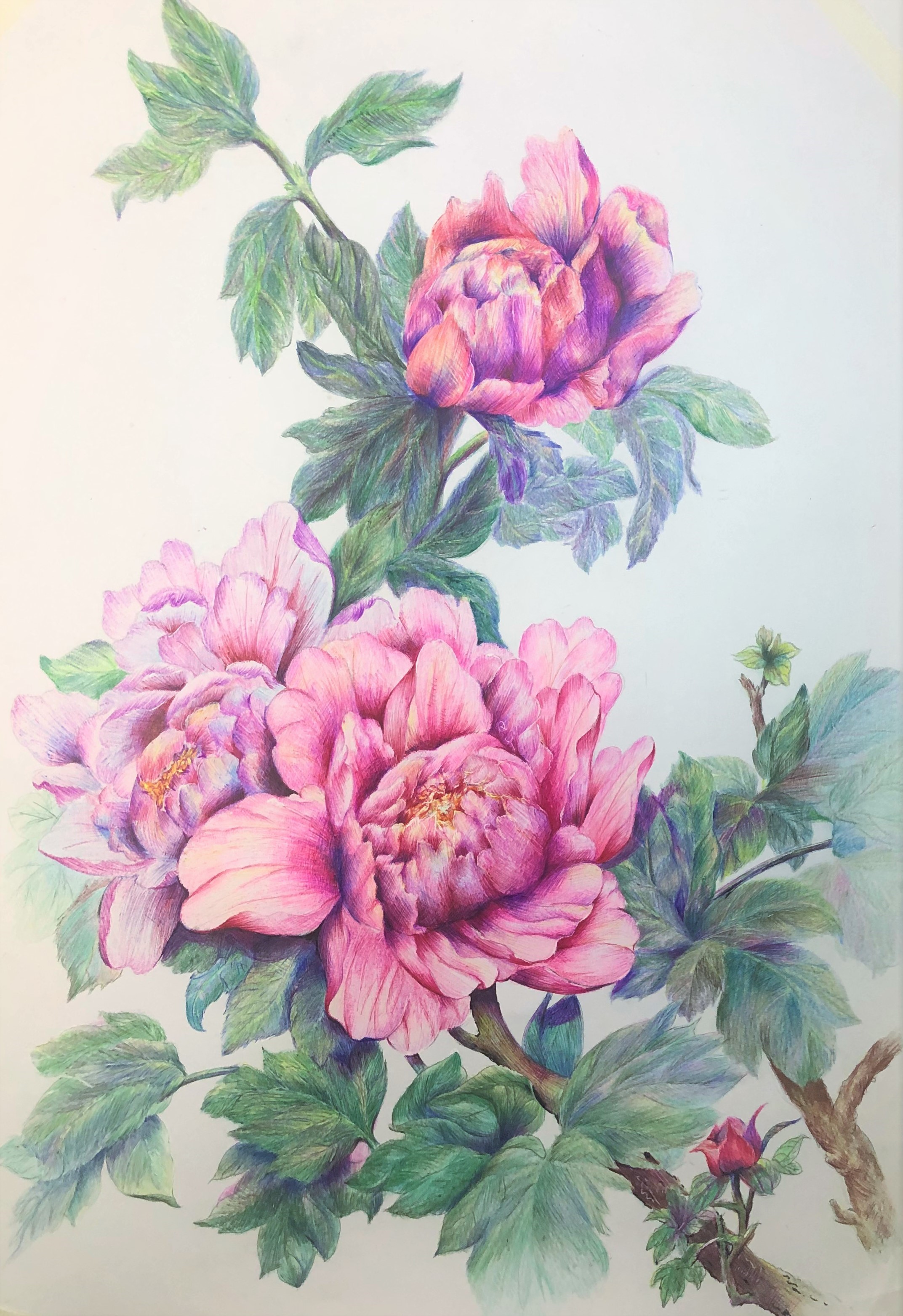 圆珠笔画牡丹教学,圆珠笔画牡丹的画法