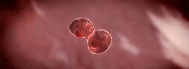 日本干细胞治疗信息,日本干细胞临床治疗