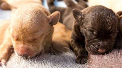 捡到刚出生的小奶狗,捡到一个小奶狗怎么喂养吃什么