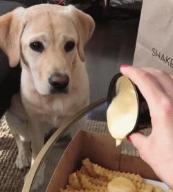 拉布拉多老了长啥样,拉布拉多老了还会怀孕吗