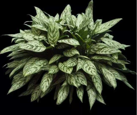 万年青叶发黄什么原因,万年青叶子发黄脱落怎么办