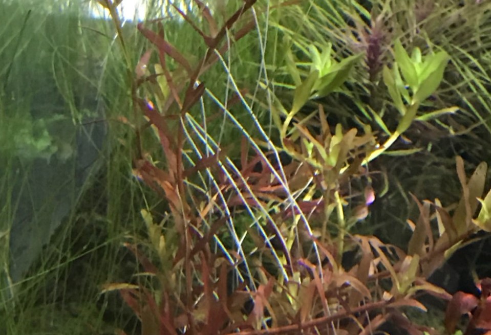 新开水草缸水浑发臭怎么办,新开草缸水草老是飘起来