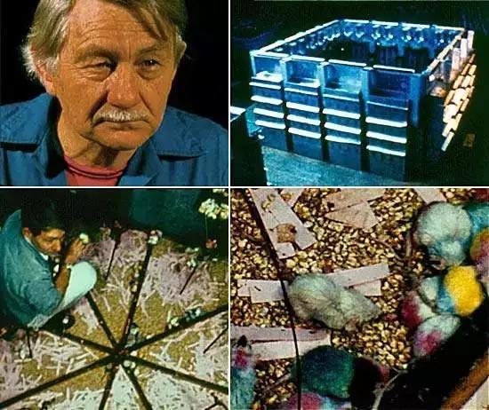 性冷淡性变态！性萧条时代来临！这场暗黑实验，解释社会矛盾