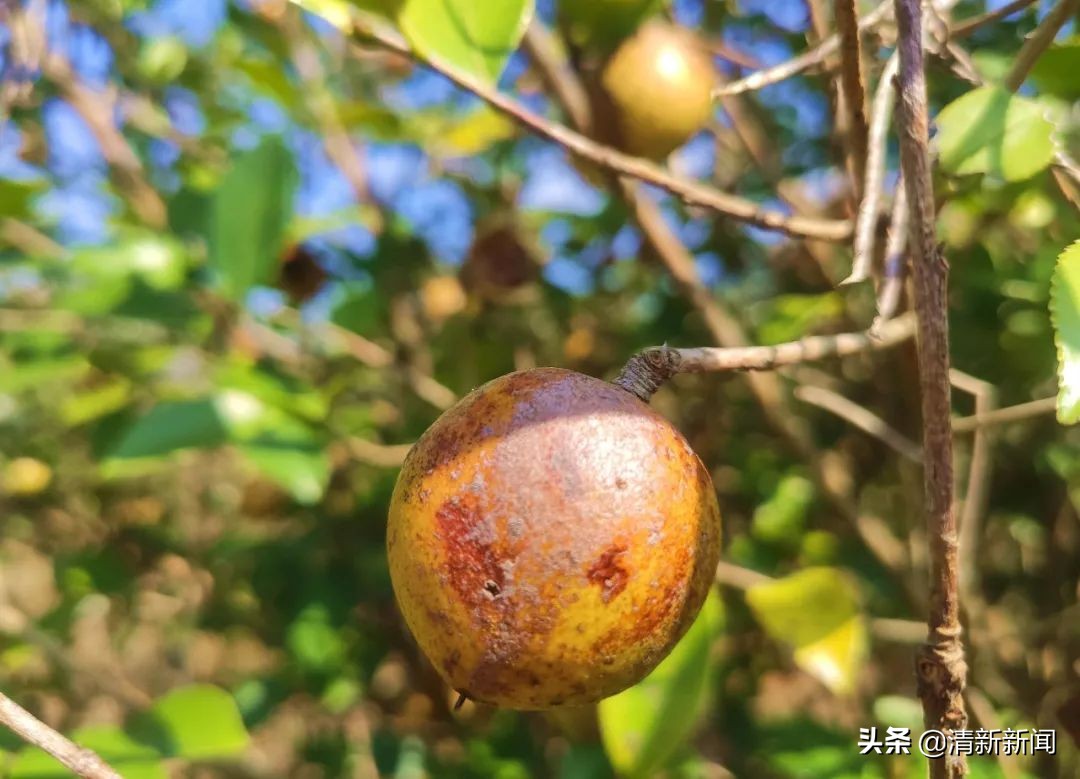 桃源近4000亩油茶果收成采摘啦，茶籽油一斤卖80元